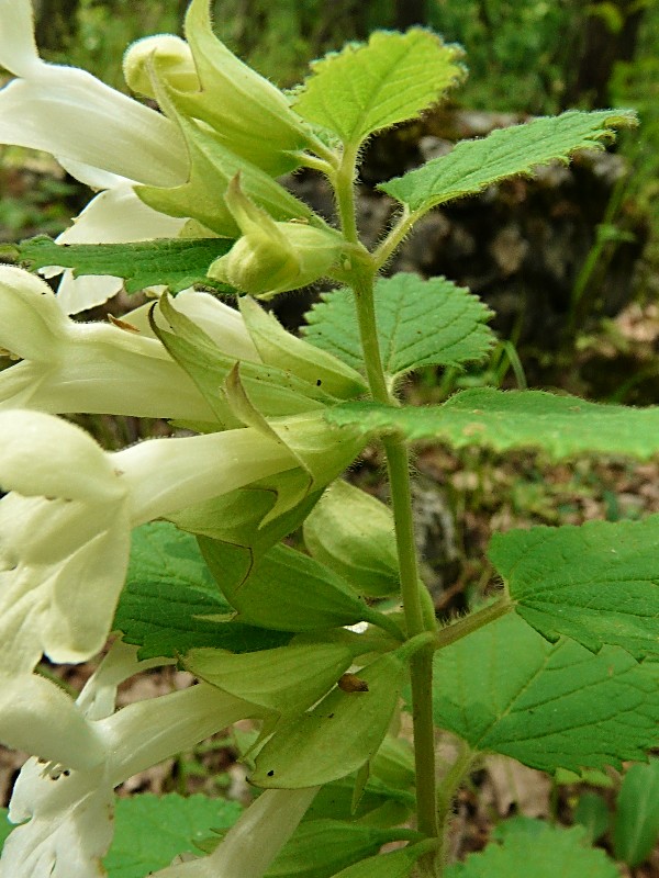 Melittis melissophyllum L.